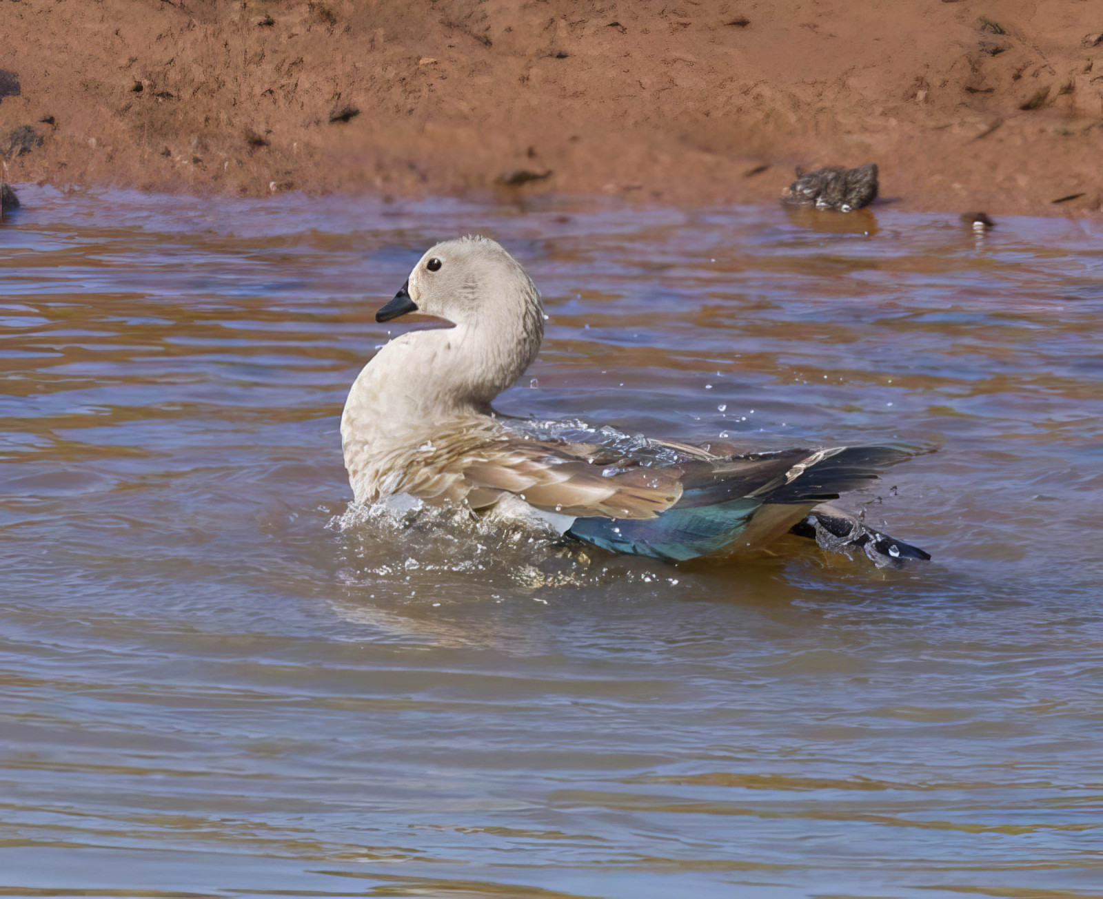 image Blue-winged Goose